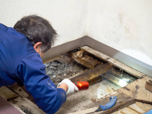 Best Basement Mold Remediation in Delafield, WI