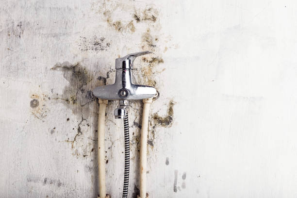 Best Post-Flood Mold Remediation in Delafield, WI
