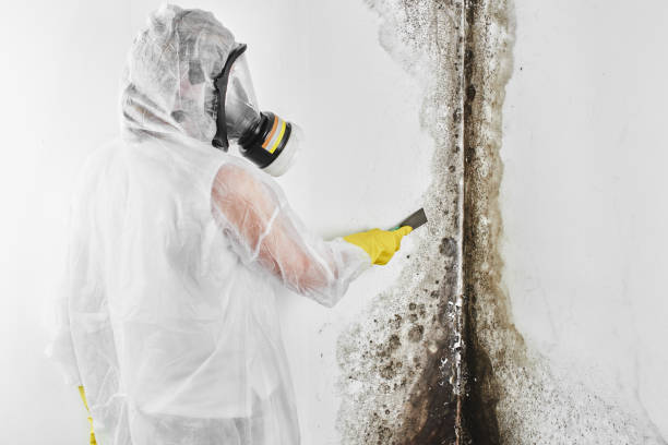 Trusted Delafield, WI Mold Remediation Experts