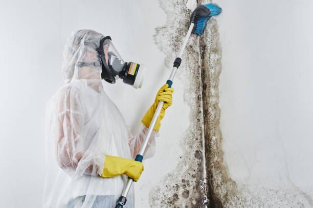 Best Bathroom Mold Remediation in Delafield, WI