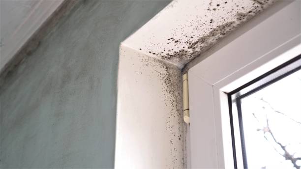 Best DIY Mold Remediation Support Services in Delafield, WI