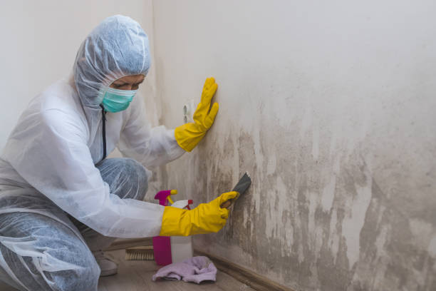 Best Crawl Space Mold Remediation in Delafield, WI