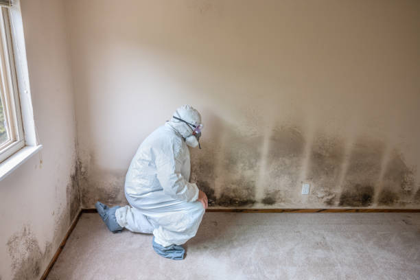 Best Post-Flood Mold Remediation in Delafield, WI