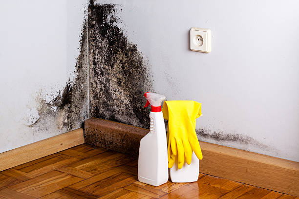 Best White Mold Remediation in Delafield, WI