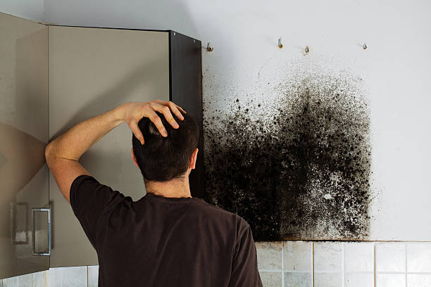 Best Mold Remediation for Schools in Delafield, WI