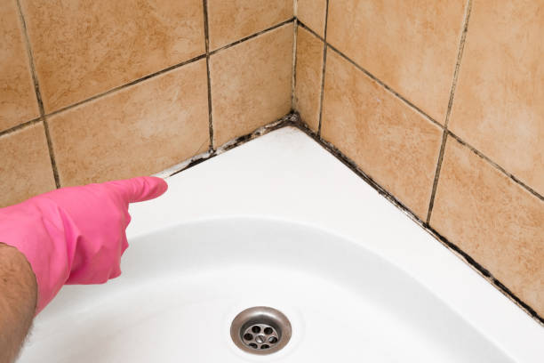 Best DIY Mold Remediation Support Services in Delafield, WI